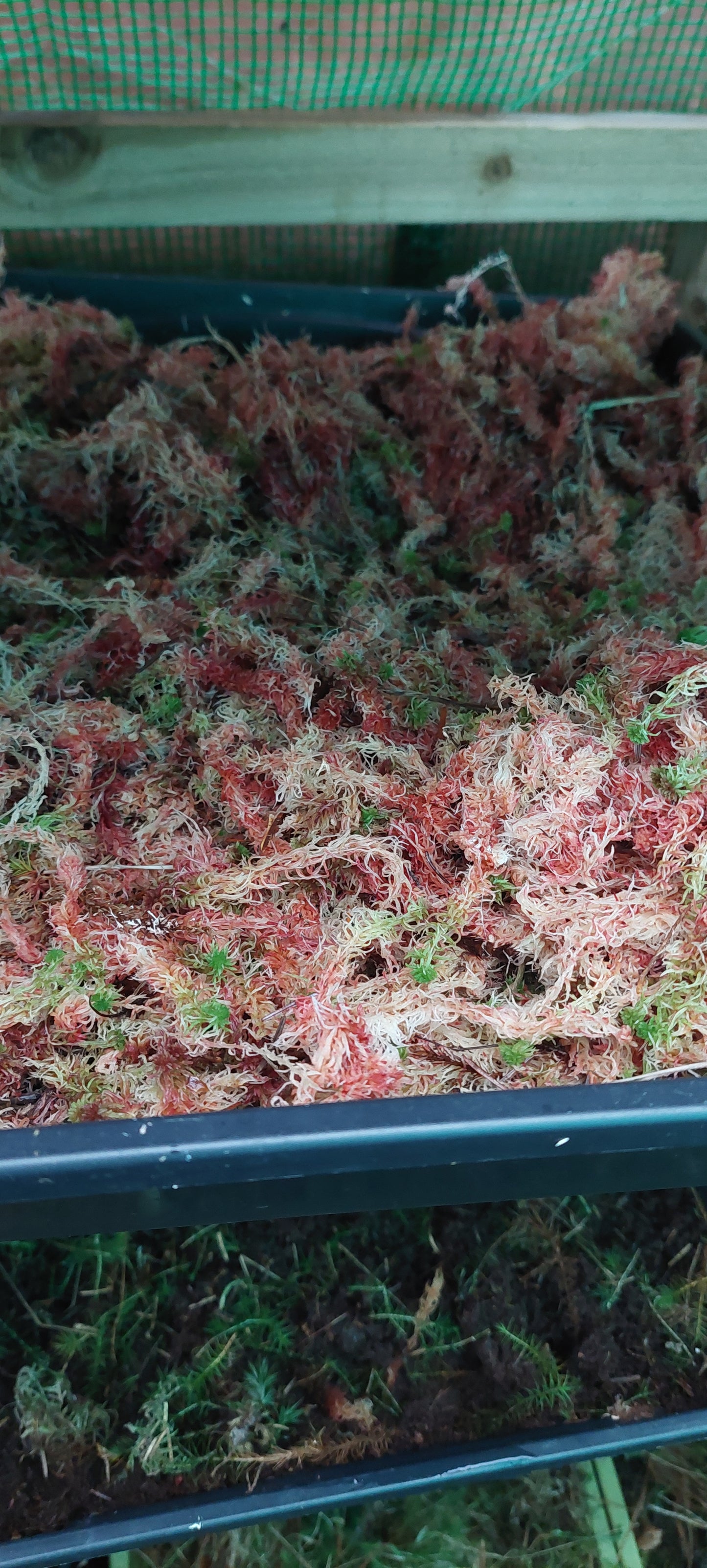 Sphagnum Mix (Sphagnum mix)