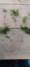 Load image into Gallery viewer, International Sales -Tree Moss ( Thamnobryum )

