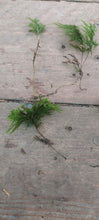 Load image into Gallery viewer, International Sales -Tree Moss ( Thamnobryum )
