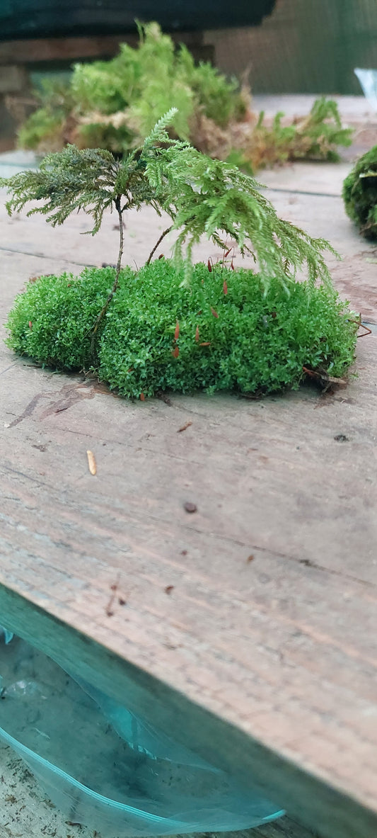 Tree Moss ( Thamnobryum )