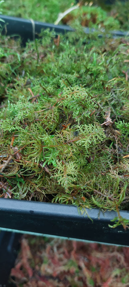 Glittering Wood Moss Lawn