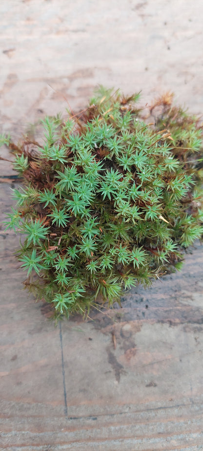 Urn Haircap Moss (Pogonatum urnigerum)