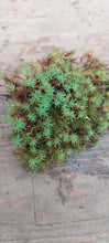 Load image into Gallery viewer, Urn Haircap Moss (Pogonatum urnigerum)
