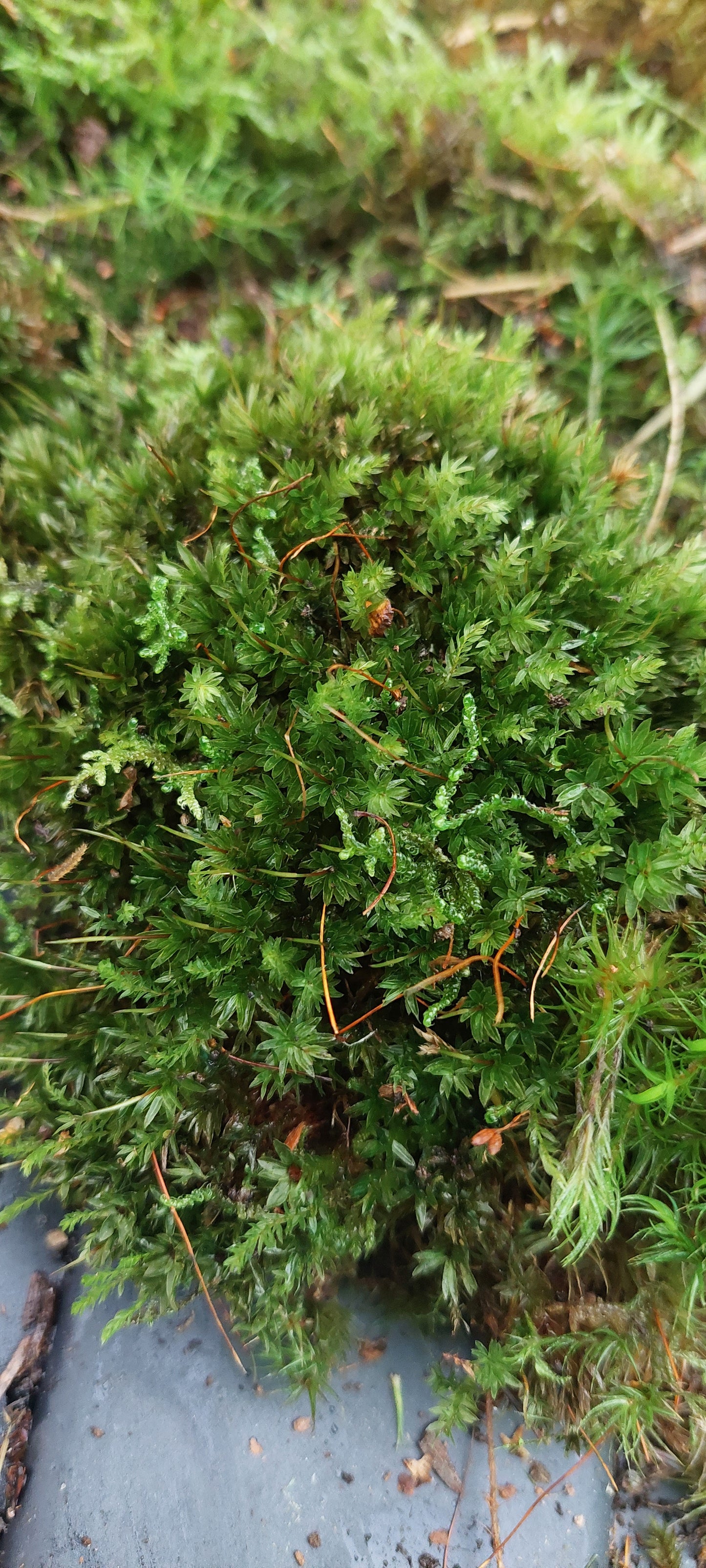 Thyme Moss ( Mnium Hornum )