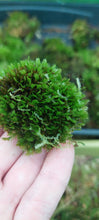 Load image into Gallery viewer, Pocket Moss ( Fissidens )

