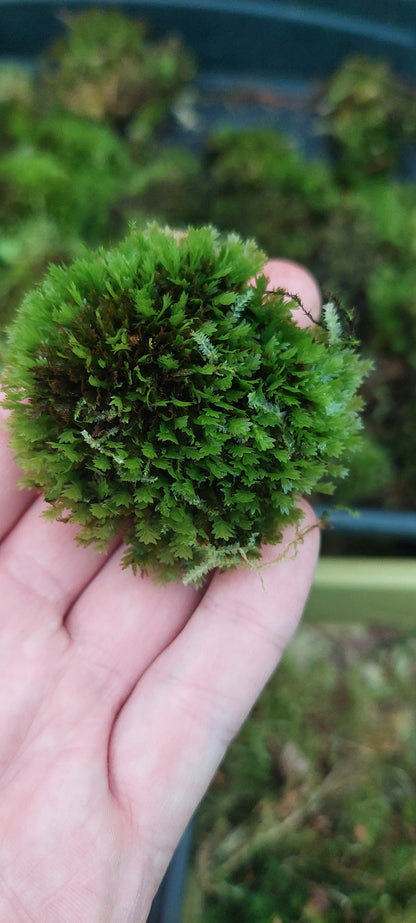 Pocket Moss ( Fissidens )