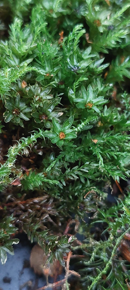 Thyme Moss ( Mnium Hornum )