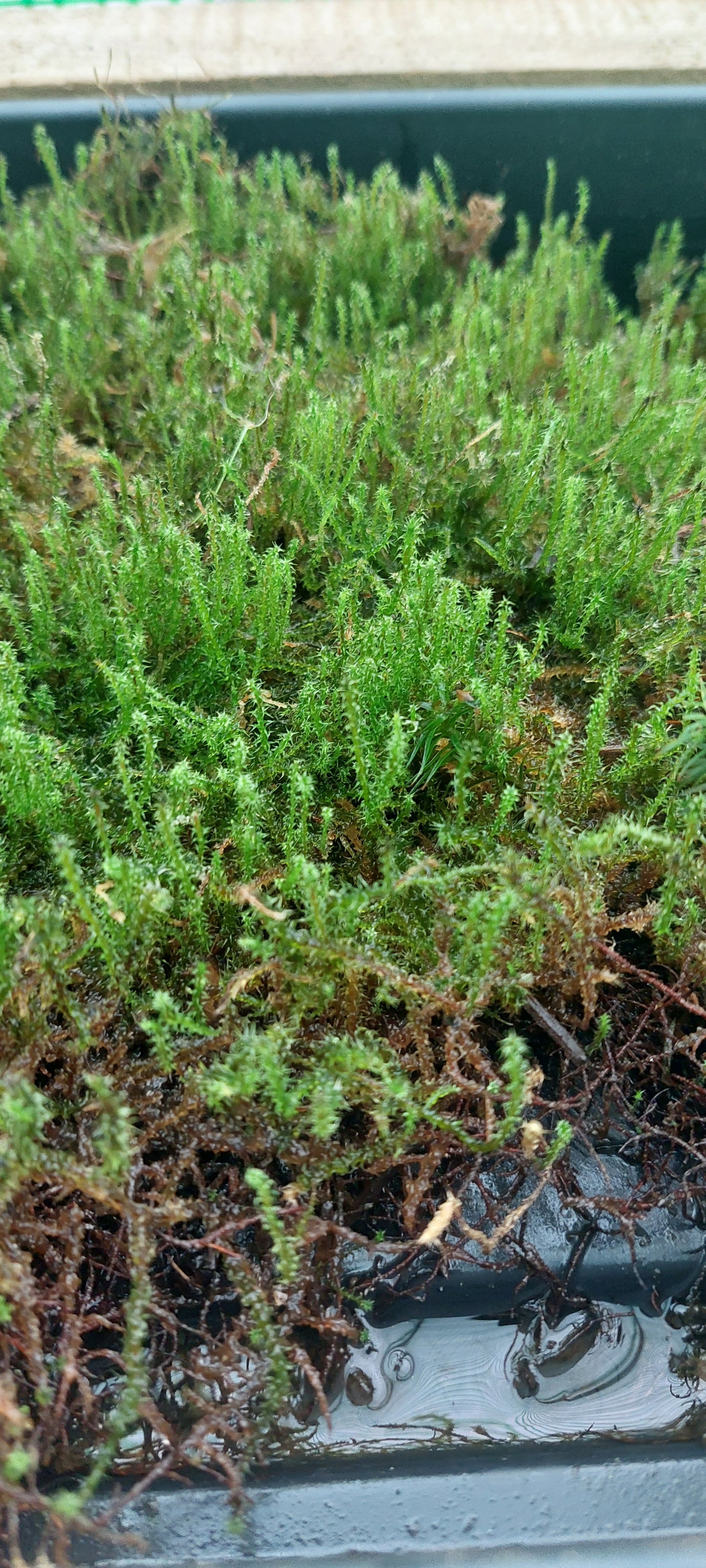 Springy Turf Moss (Rhytidiadelphus squarrosus )