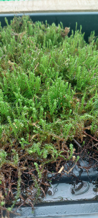 Springy Turf Moss (Rhytidiadelphus squarrosus )