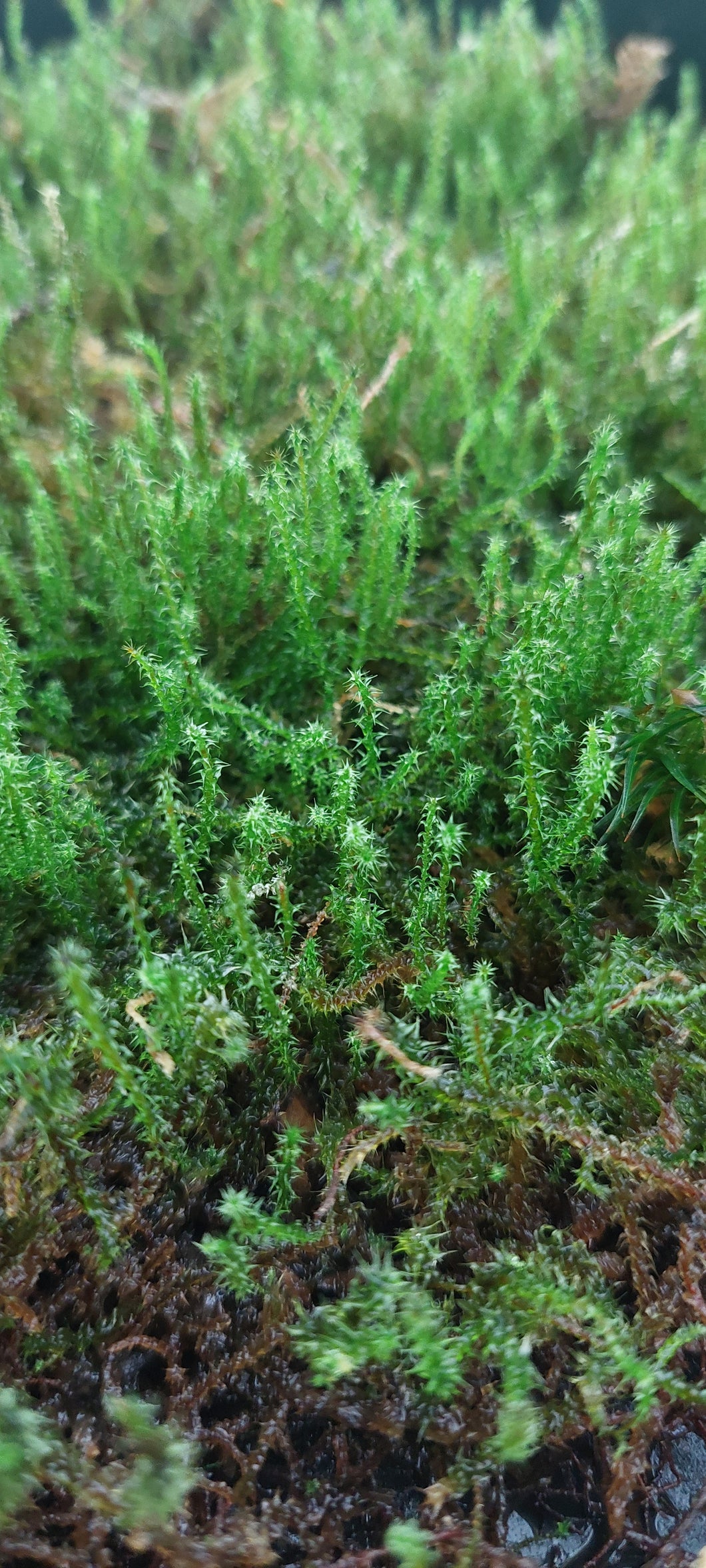Springy Turf Moss (Rhytidiadelphus squarrosus )