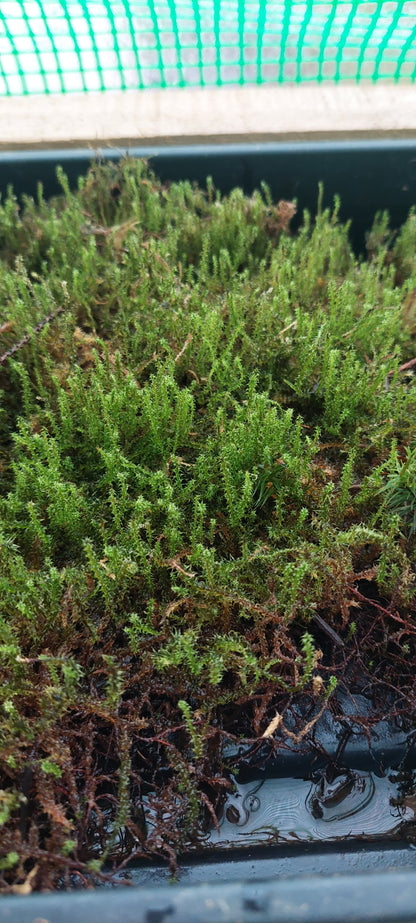 Springy Turf Moss (Rhytidiadelphus squarrosus )