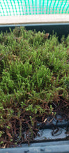 Load image into Gallery viewer, Springy Turf Moss Lawn
