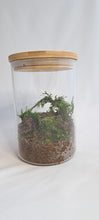 Load image into Gallery viewer, Mossarium Kit Bamboo Lid Jar
