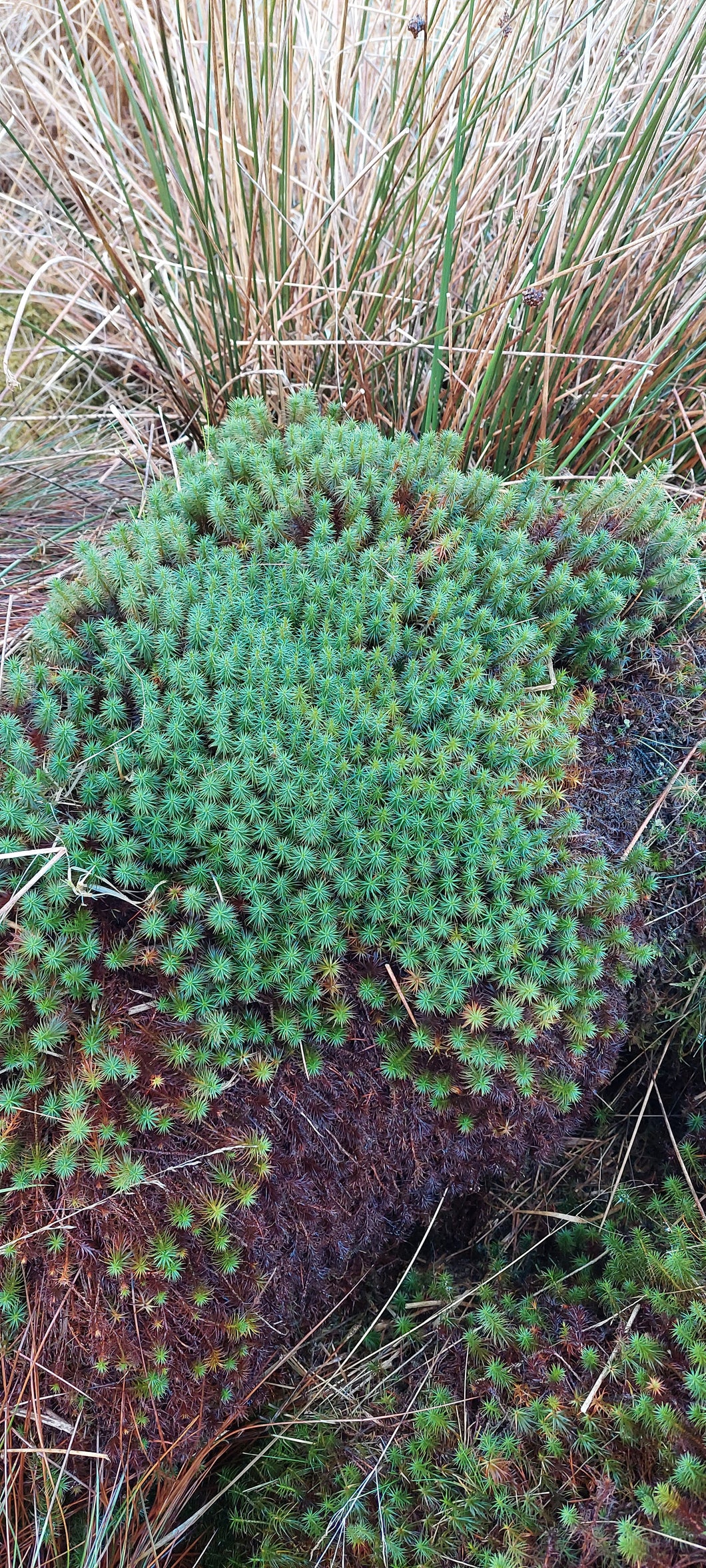 Haircap Moss Lawn