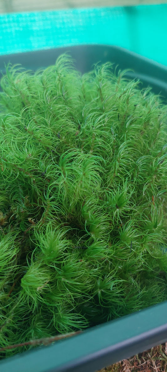 Greater Fork Moss (Dicranum Majus)