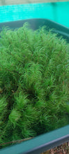 Load image into Gallery viewer, Greater Fork Moss (Dicranum Majus)
