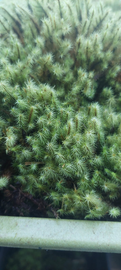 Golden Head Moss ( Breutelia )