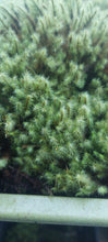 Load image into Gallery viewer, International Sales - Golden Head Moss ( Breutelia )

