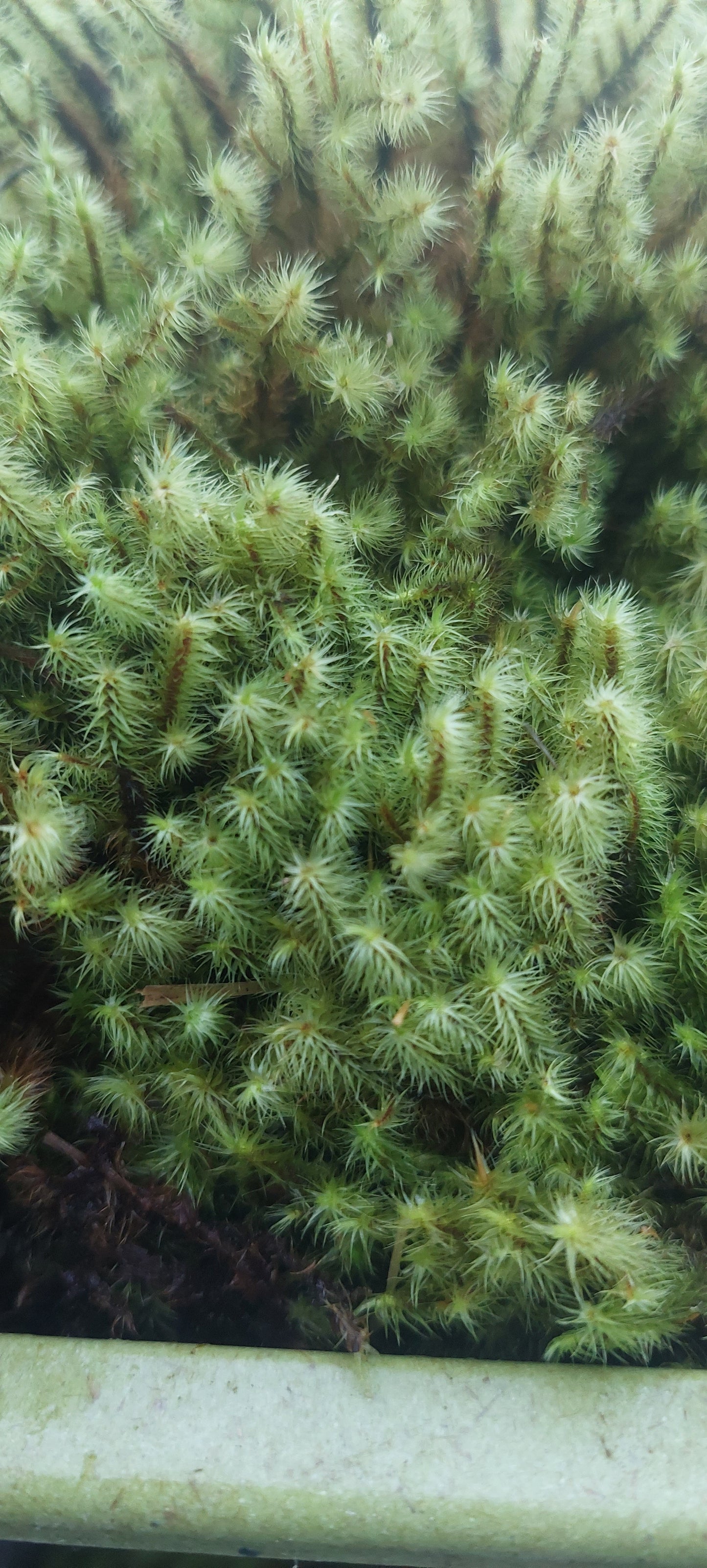 Golden Head Moss ( Breutelia )