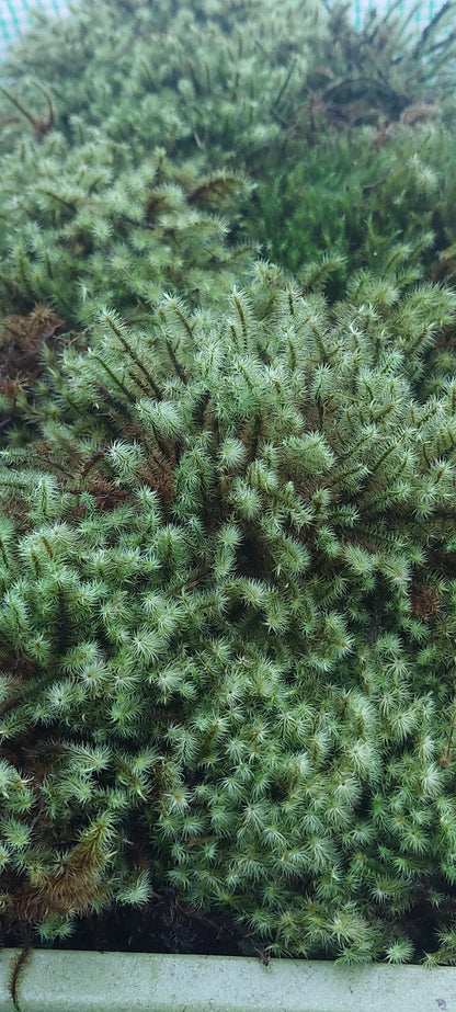 Golden Head Moss ( Breutelia )