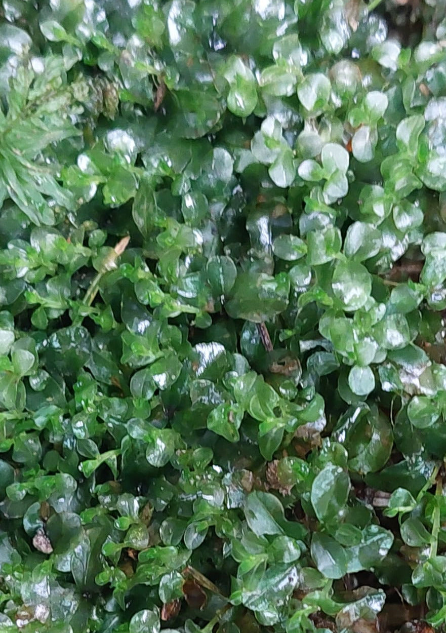Dotted Thyme-Moss (Rhizomnium punctatum)