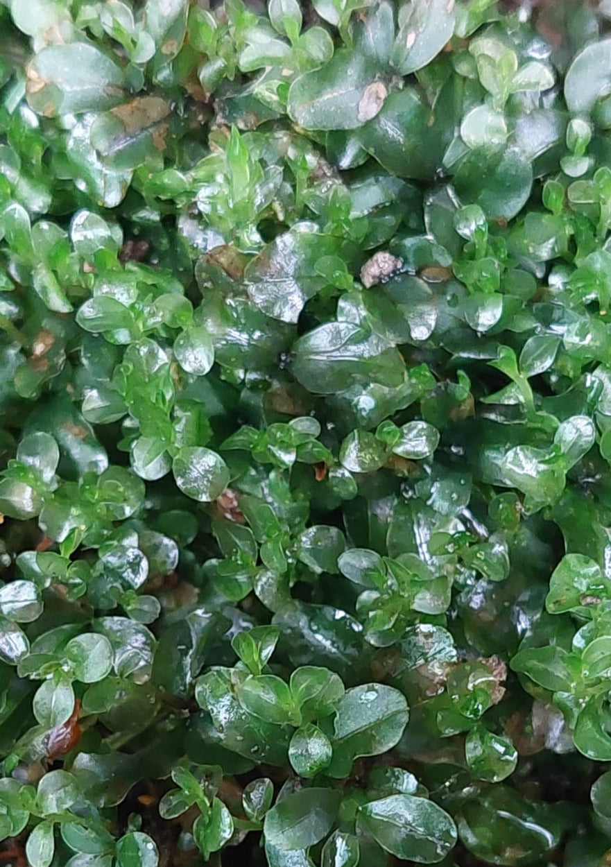 Dotted Thyme-Moss (Rhizomnium punctatum)