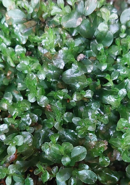 Dotted Thyme-Moss (Rhizomnium punctatum)