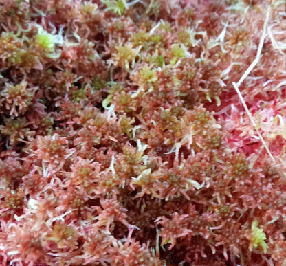 Red Bog-moss (Sphagnum quinquefarium, rubellum, capillifolium, subnitens, russowii )