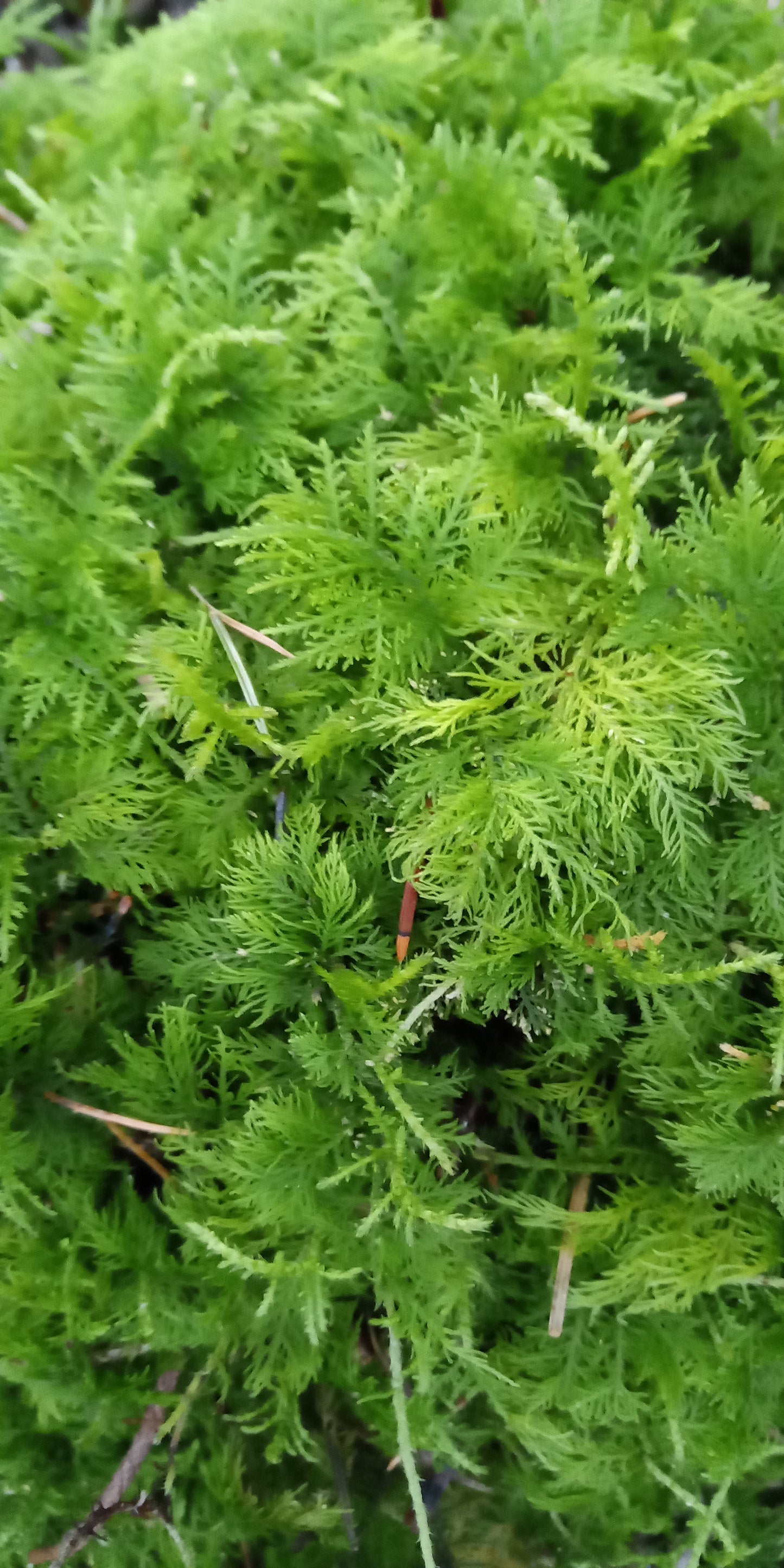 Tamarisk Moss ( Thiudium tamariscinum/delicatulum )