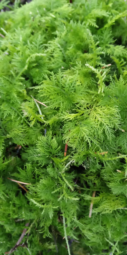 Tamarisk Moss ( Thiudium tamariscinum/delicatulum )