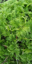 Load image into Gallery viewer, Tamarisk Moss ( Thiudium tamariscinum/delicatulum )
