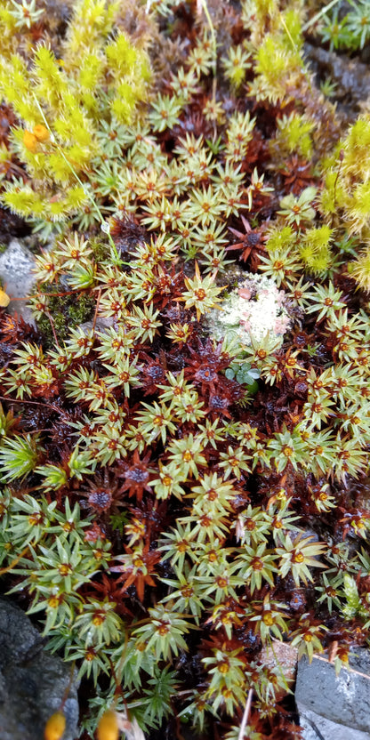 Urn Haircap Moss (Pogonatum urnigerum)