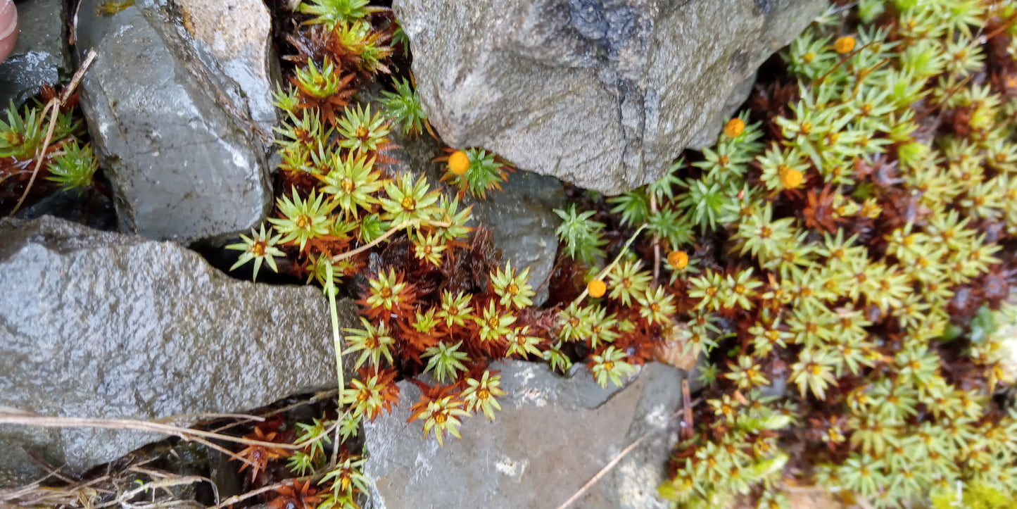 Urn Haircap Moss (Pogonatum urnigerum)