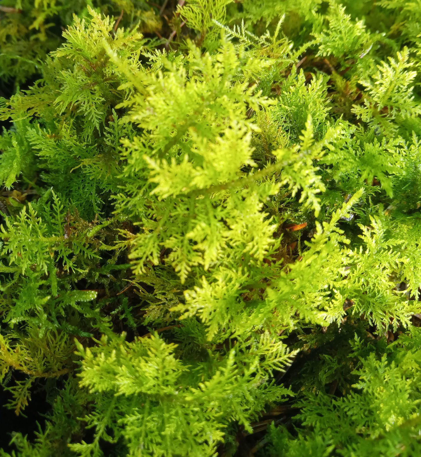 Tamarisk Moss ( Thuidium tamariscinum/delicatulum )