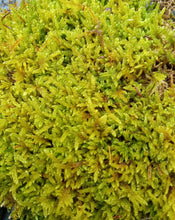 Load image into Gallery viewer, International Sales - Hypnales - Carpet type mosses
