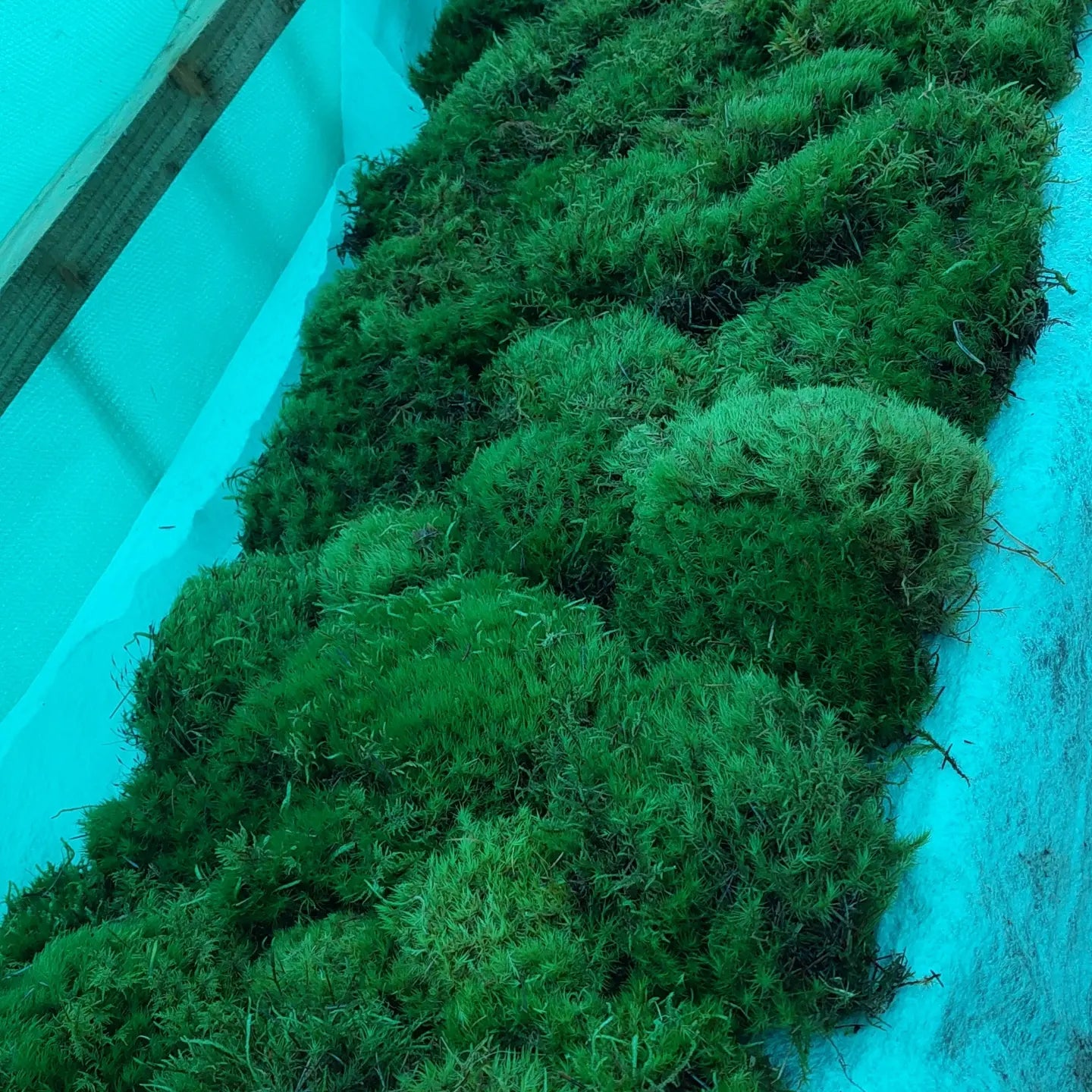 Broom Fork Moss Lawn