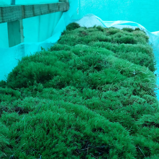 Broom Fork Moss Lawn