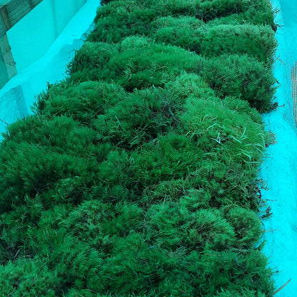 Broom Fork Moss Lawn