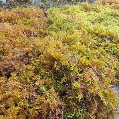 Mix Moss Lawn for partially shaded areas
