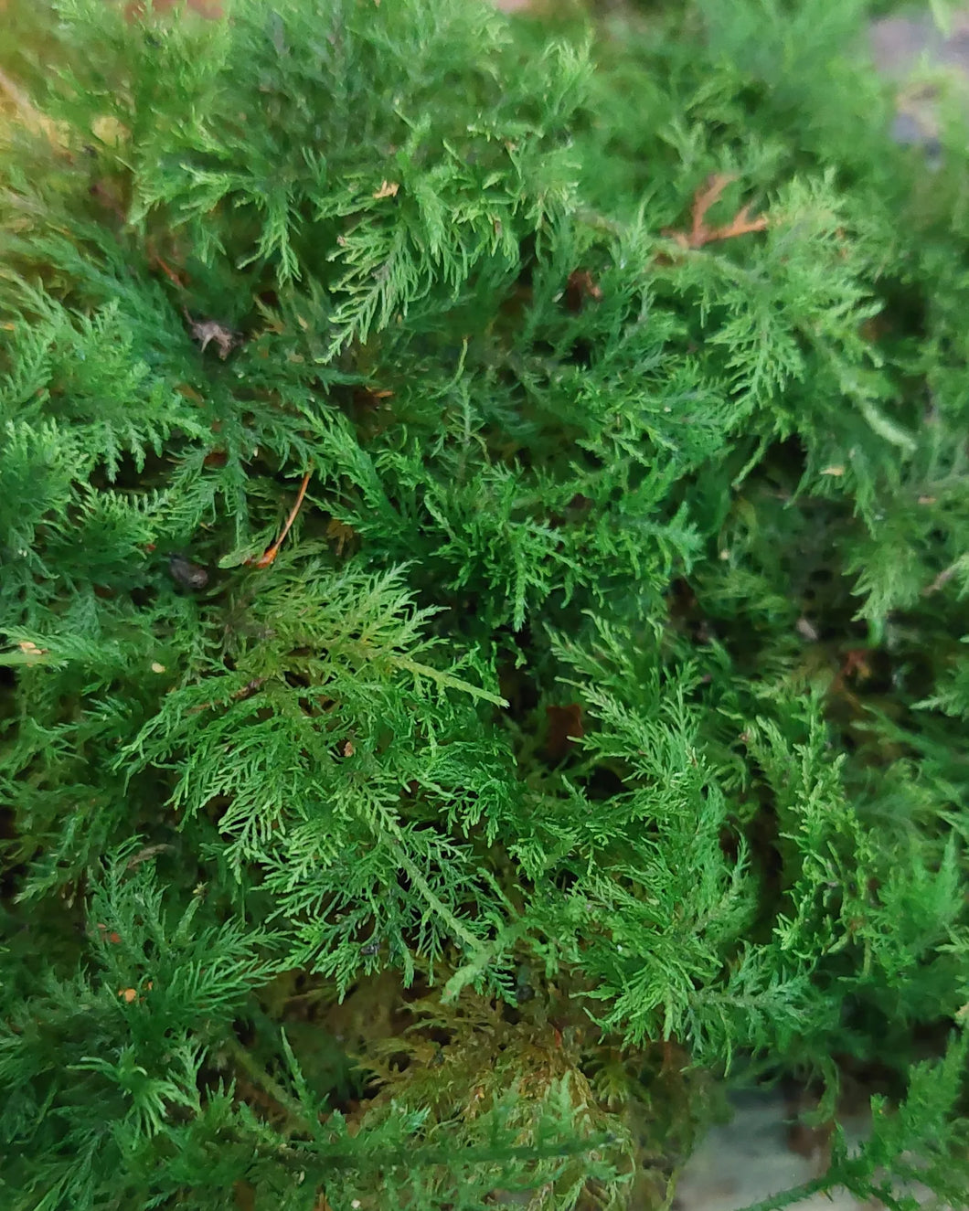 Mix Moss Lawn for shaded areas