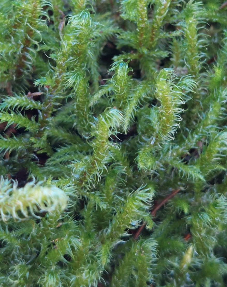 Little/Big Shaggy Moss (Rhytidiadelphus loreus, triqetrus )