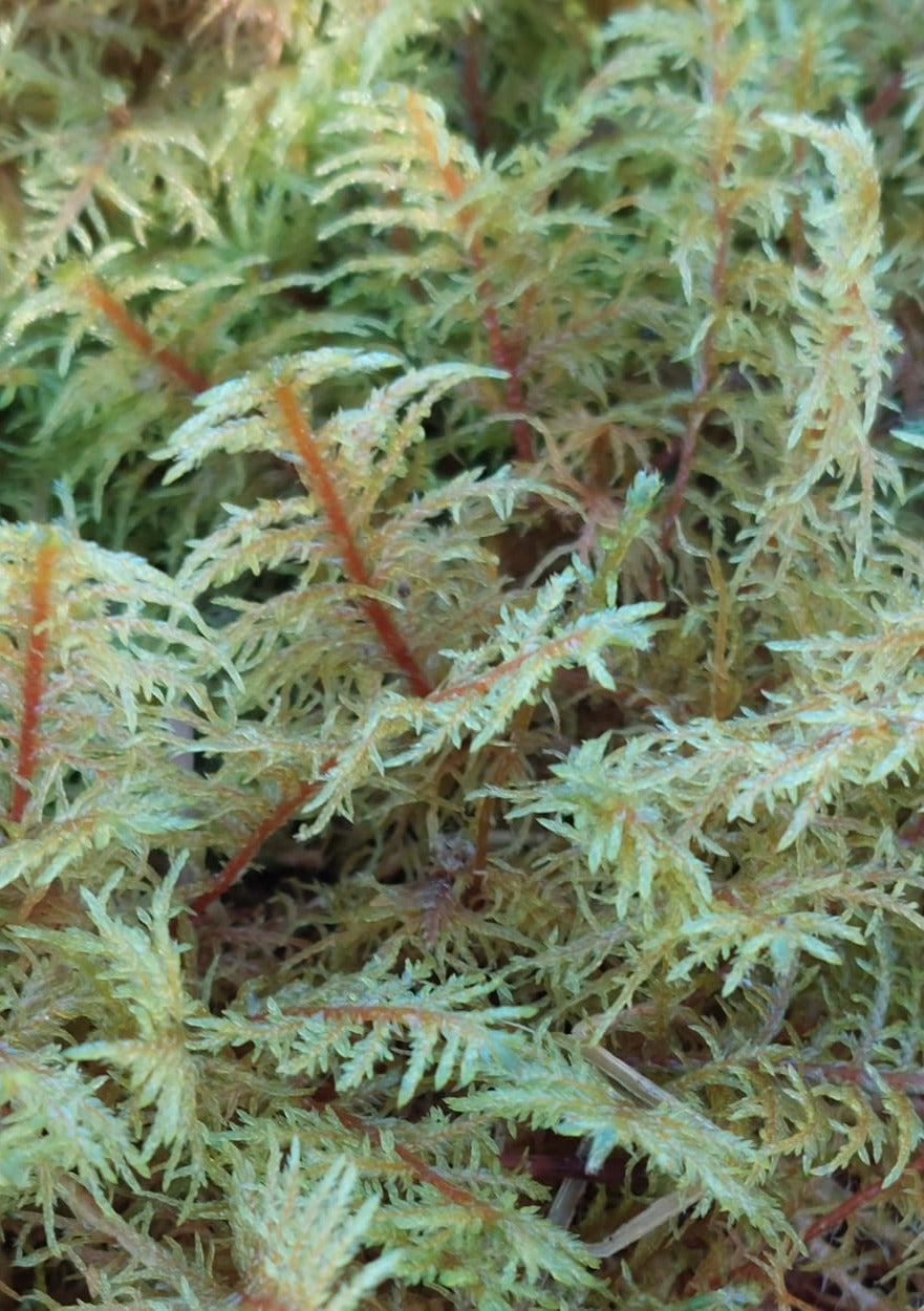 Glittering Wood moss ( Hylocomium splendens )