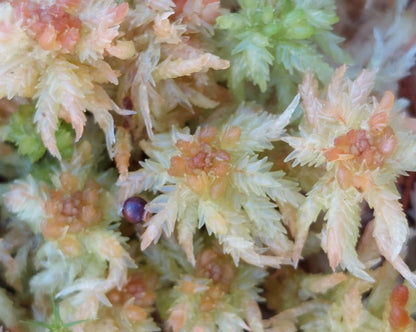 Sphagnum Mix (Sphagnum mix)