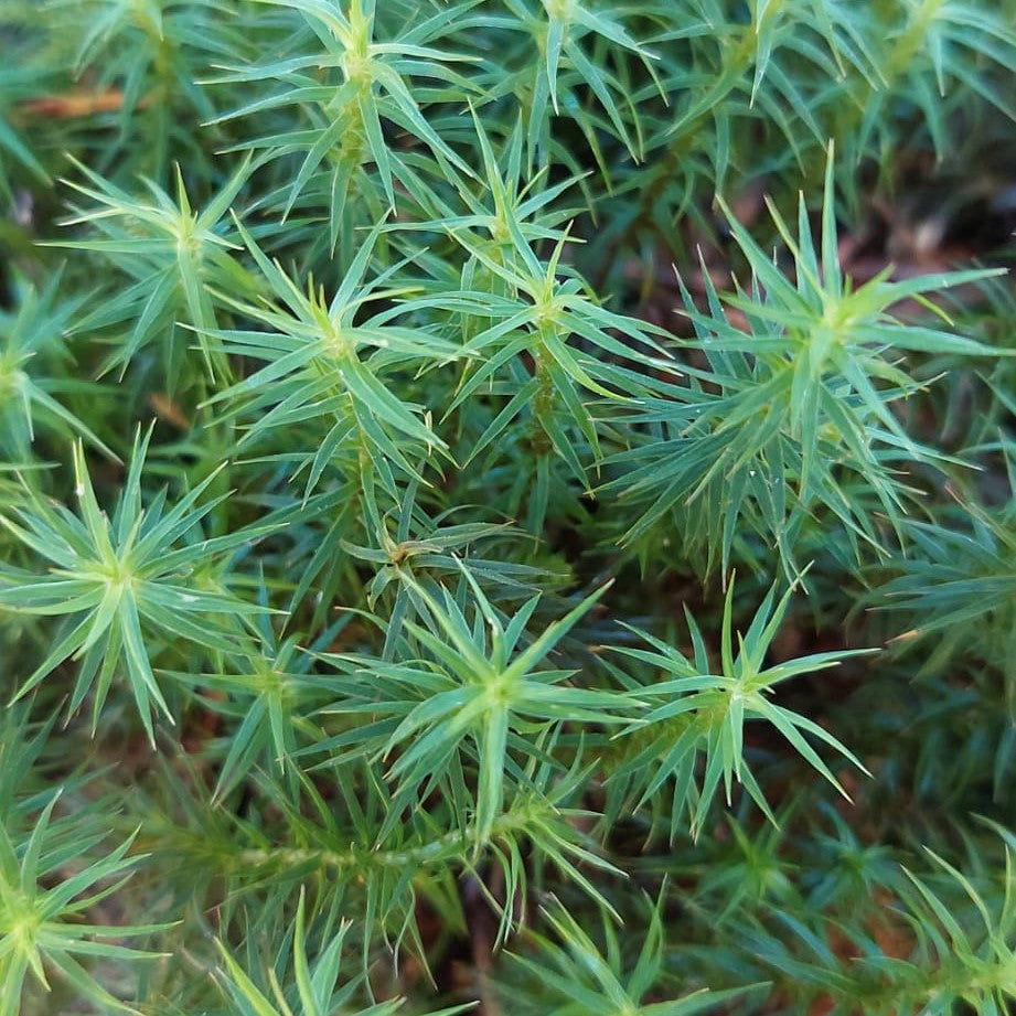 Haircap Mosses ( Polytrichum commune, formosum, strictum )