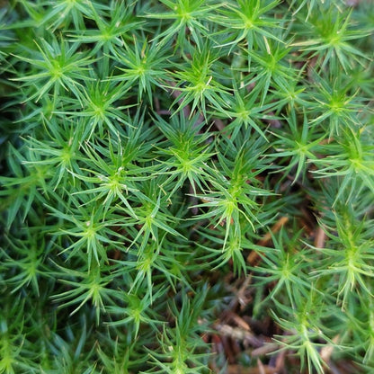 Haircap Mosses ( Polytrichum commune, formosum, strictum )