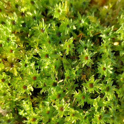 Thyme Moss ( Mnium Hornum )