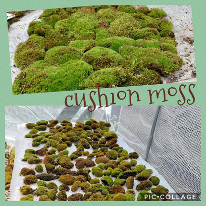 Urban Cushion Moss ( Bryum capilare or similar )