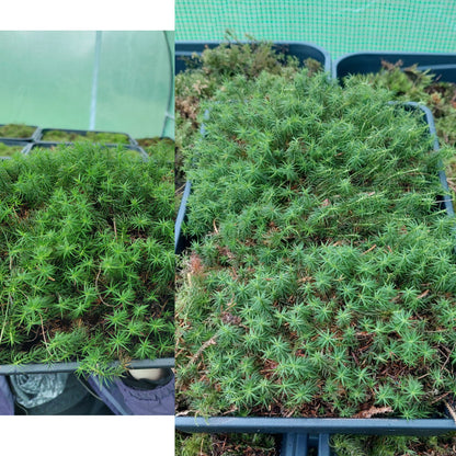 Haircap Mosses ( Polytrichum commune, formosum, strictum )