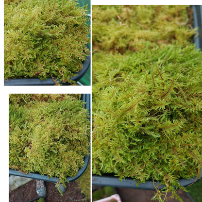 Glittering Wood moss ( Hylocomium splendens )